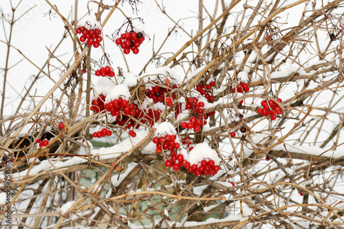 Red snowball berries in winter