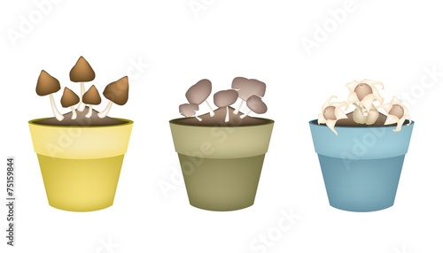 Three Straw Mushrooms in Ceramic Flower Pots