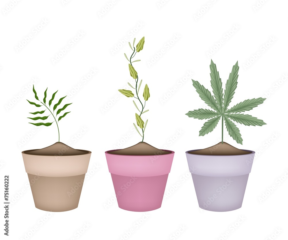 Shampoo Ginger, Cardamom and Cannabis Plant in Pots Shampoo Ginger, Cardamom and Cannabis Plant in Pots