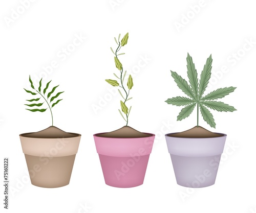 Shampoo Ginger, Cardamom and Cannabis Plant in Pots