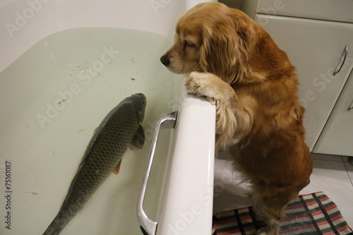 Canvastavla Curios dog and carp in bath