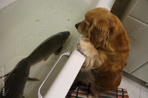 Curios dog and carp in bath