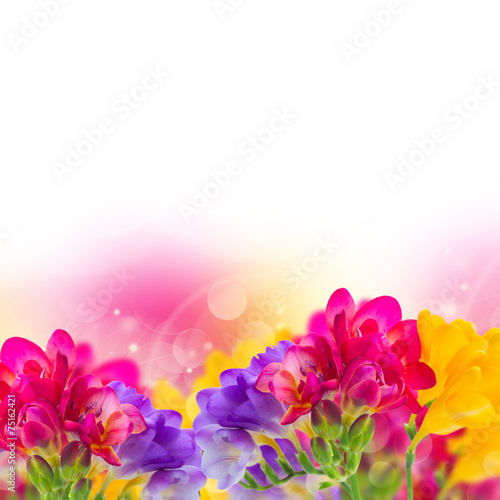 Fototapeta Naklejka Na Ścianę i Meble -  blue, pink and yellow freesia  flowers
