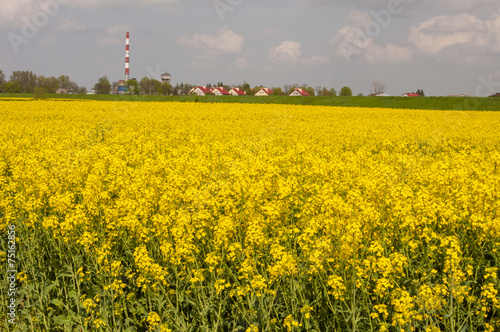 Yellow Field of Canola (Brassica napus L. subsp. Napus)