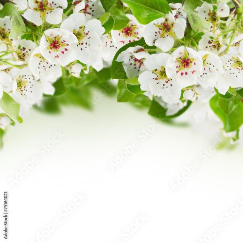 Blossoming Apple tree Flowers