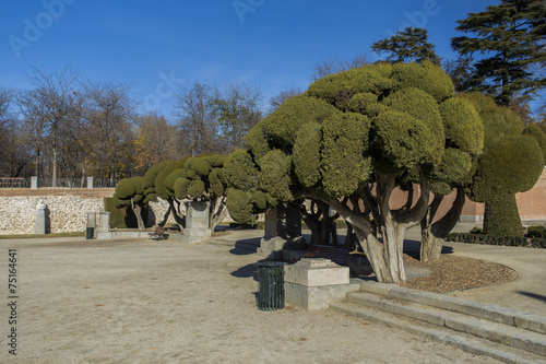 Obraz na płótnie Arboles en el parque del retiro w salonie