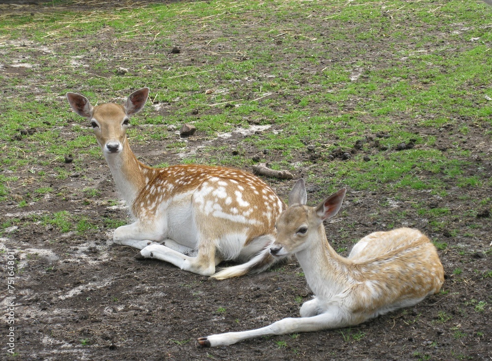Resting roe deer in a paddock Resting roe deer in a paddock