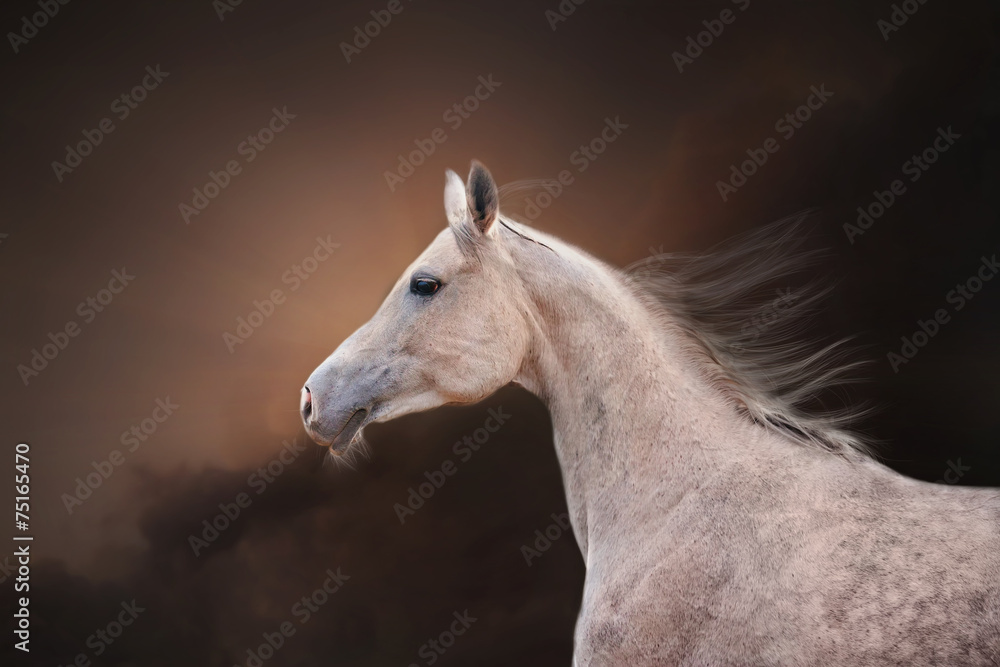 The Grey Arabian Horse portrait on dark brown sky