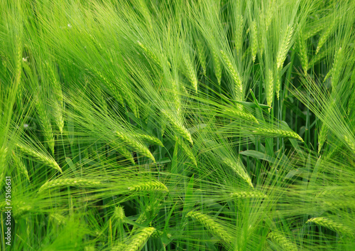 green wheat field