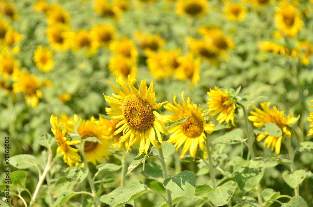 sunflowers