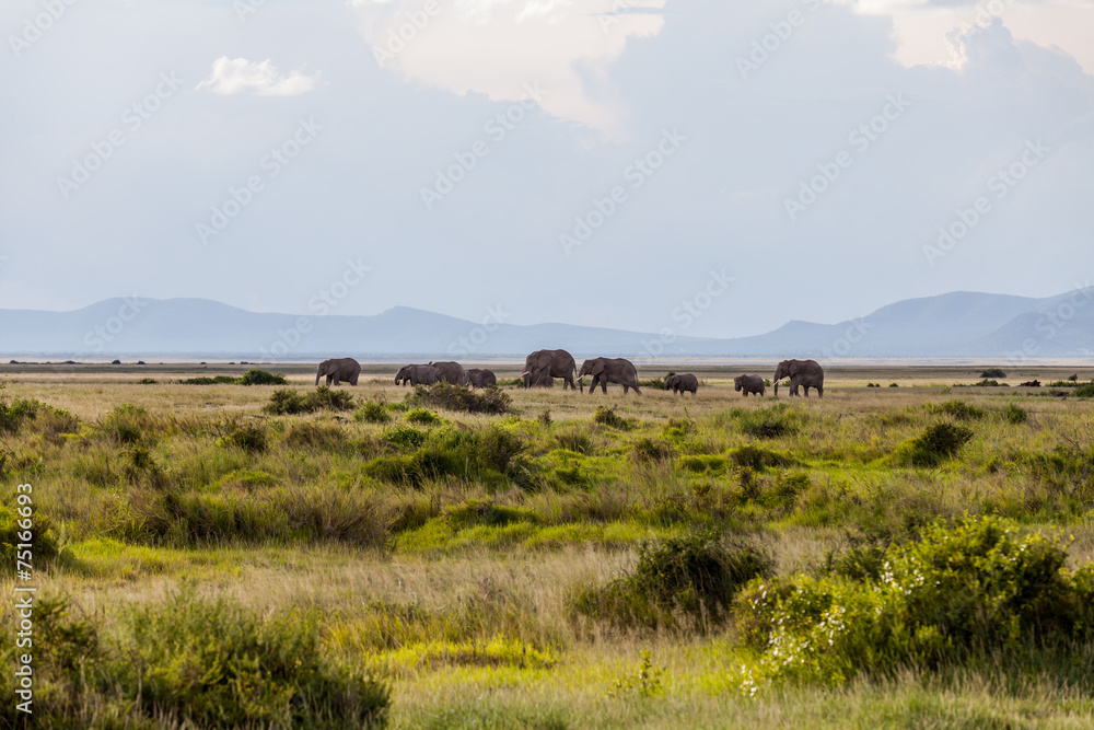 Obraz premium Elefanten