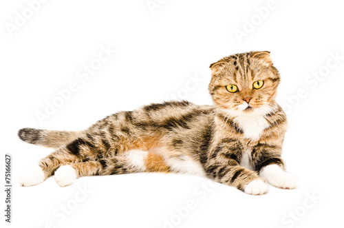 Wallpaper Mural Scottish Fold cat Torontodigital.ca