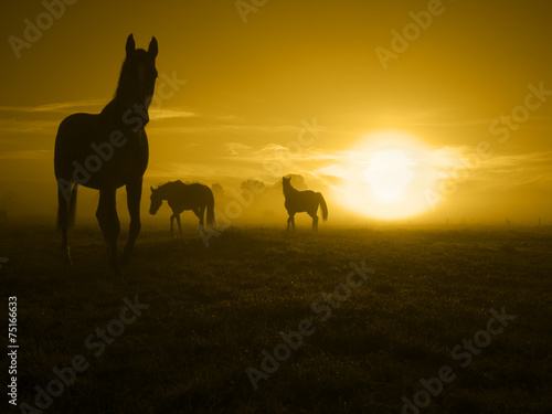 one of three horses in the sunrise_toned