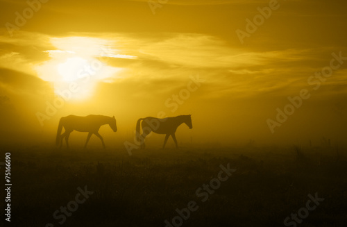 two horses in the Sunrise_toned