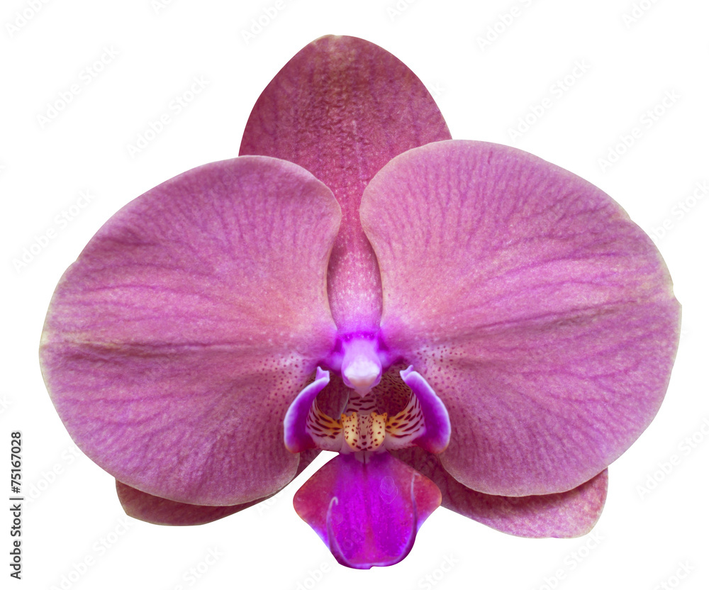 Fototapeta premium Orchid