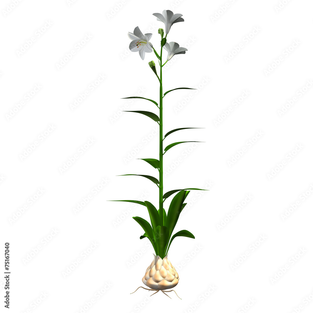 Fototapeta premium Lilium candidum