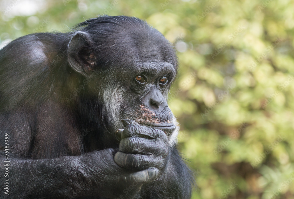 Sad Chimpanzee Portrait