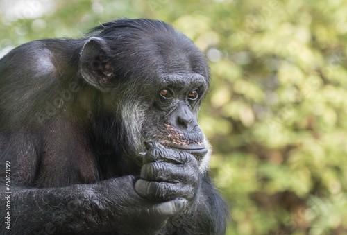 Sad Chimpanzee Portrait © chbaum