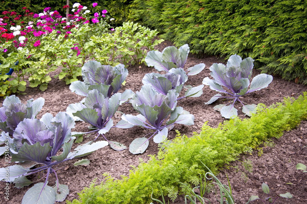 In the Cottage Garden