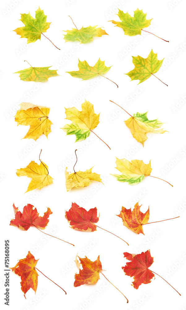 Fototapeta premium Multiple autumn colored maple leaves