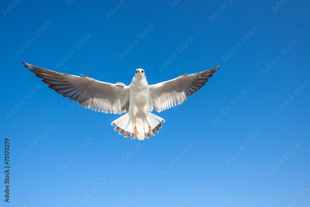 Fototapeta premium Seagulls flying against the sky