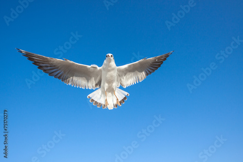 Seagulls flying against the sky © bzyxx