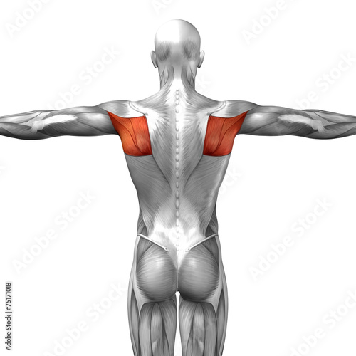 Conceptual 3D anatomy muscle isolated