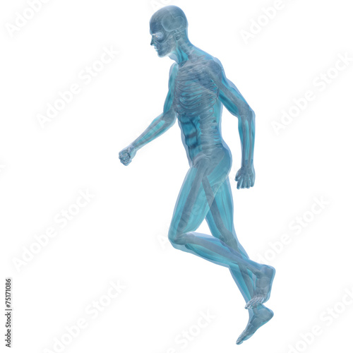 3D human male anatomy isolated