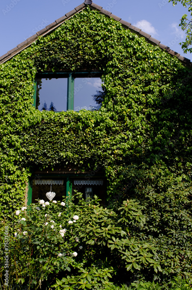 Facade of a house covered with ivy