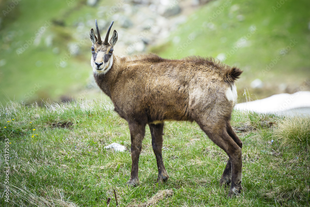 Alpine chamois in Gran Paradiso National Park, Italy Alpine chamois in Gran Paradiso National Park, Italy