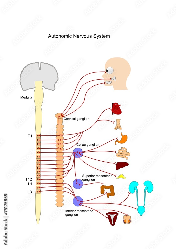 sistema nervoso autonomo, catena del simpatico Stock Illustration | Adobe  Stock