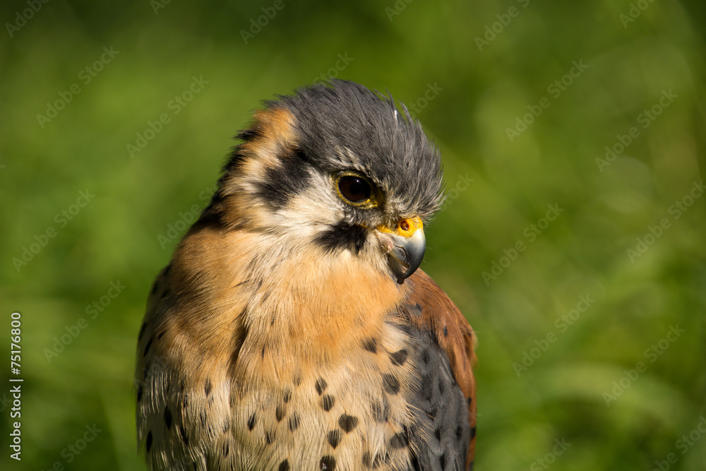 American kestrel (Falco sparverius) American kestrel (Falco sparverius)