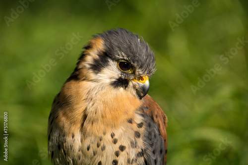 American kestrel (Falco sparverius)