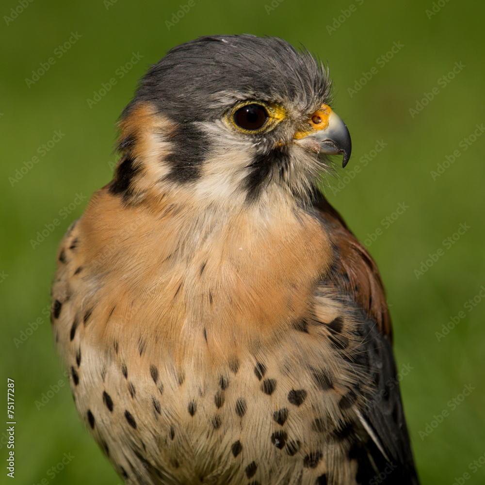 American kestrel (Falco sparverius) American kestrel (Falco sparverius)