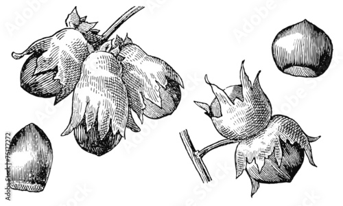 Noisettes
