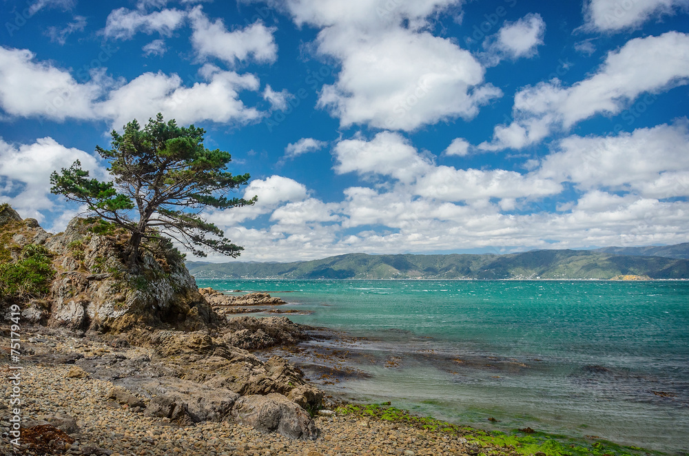 Pine-tree overlooking the sea, at a rocky coast
