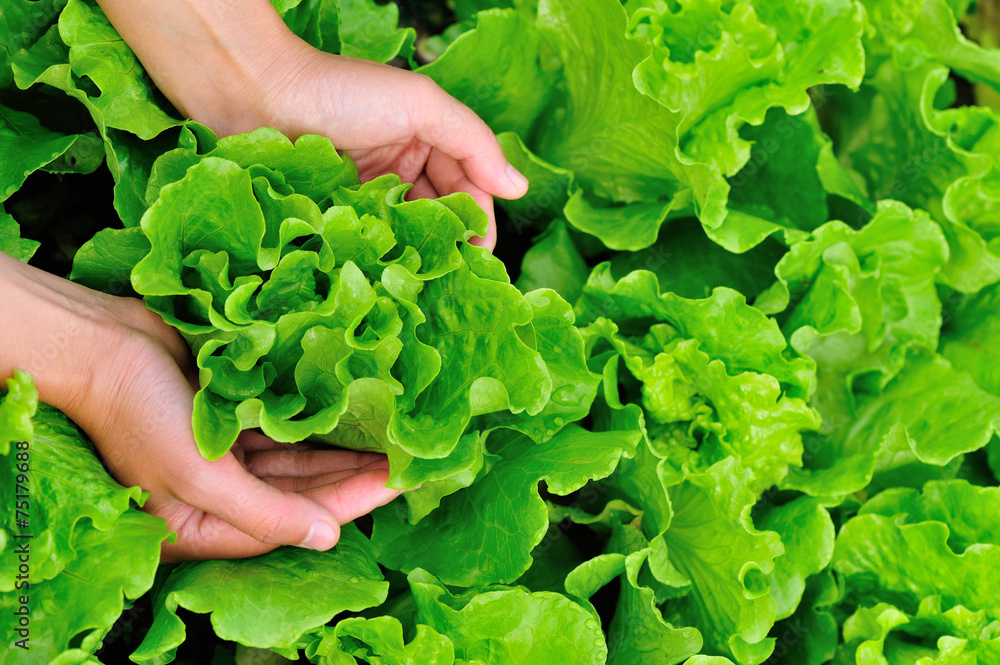 Ταπετσαρία picking lettuce plants in vegetable garden