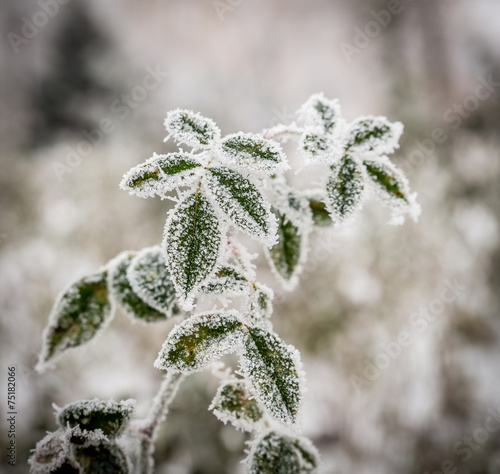 Frosted plants