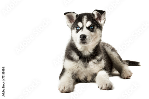 Adorable black and white with blue eyes Husky puppy. 