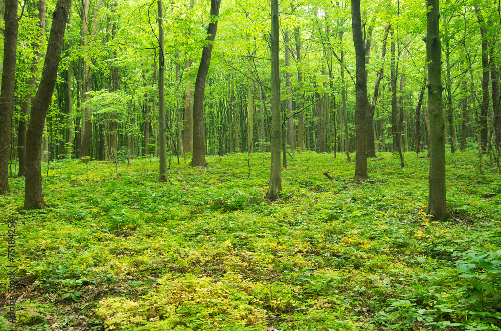 Obraz premium forest green