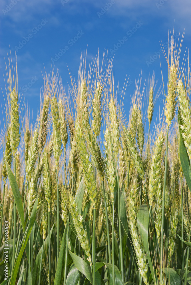 Young ears of grain on the background of blue sky Young ears of grain on the background of blue sky