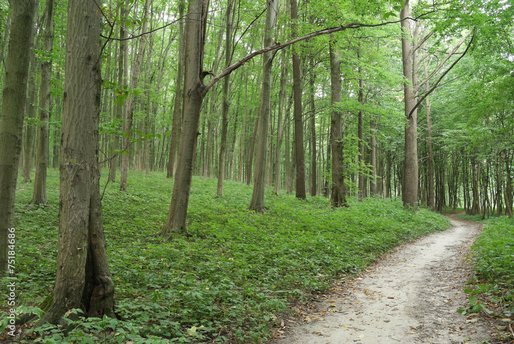 Slender trees in young forest green in summer Slender trees in young forest green in summer