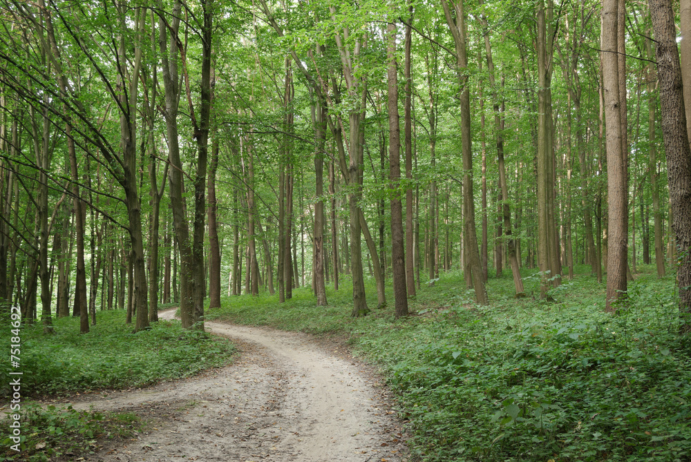 Slender trees in young forest green in summer Slender trees in young forest green in summer