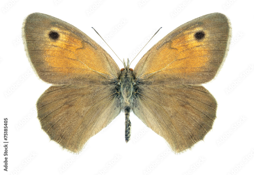 Fototapeta premium Butterfly Hyponephele difficilis