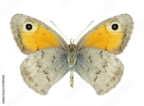 Butterfly Hyponephele difficilis (underside) photo