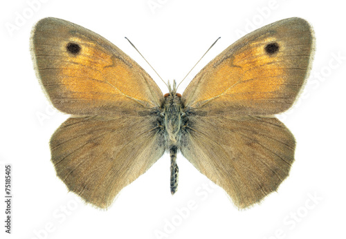 Butterfly Hyponephele difficilis © als