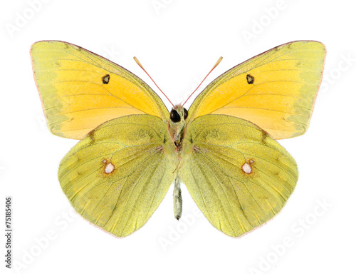 Butterfly Colias heos (male) (underside)