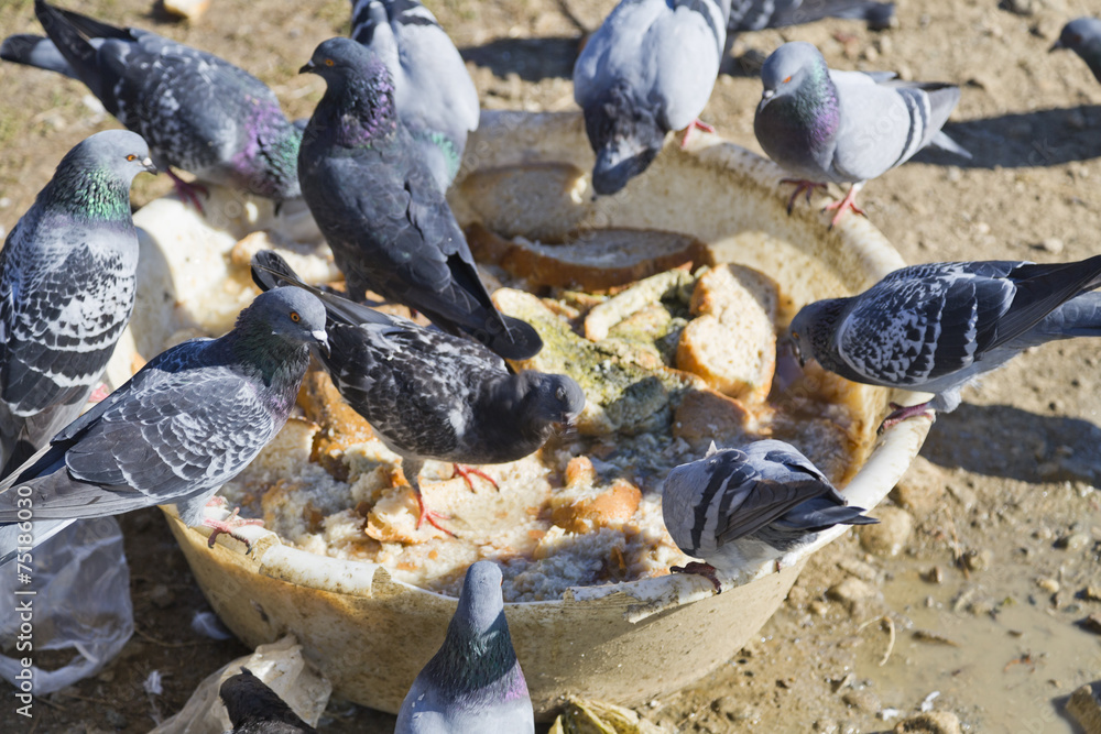 Obraz premium Feral pigeons