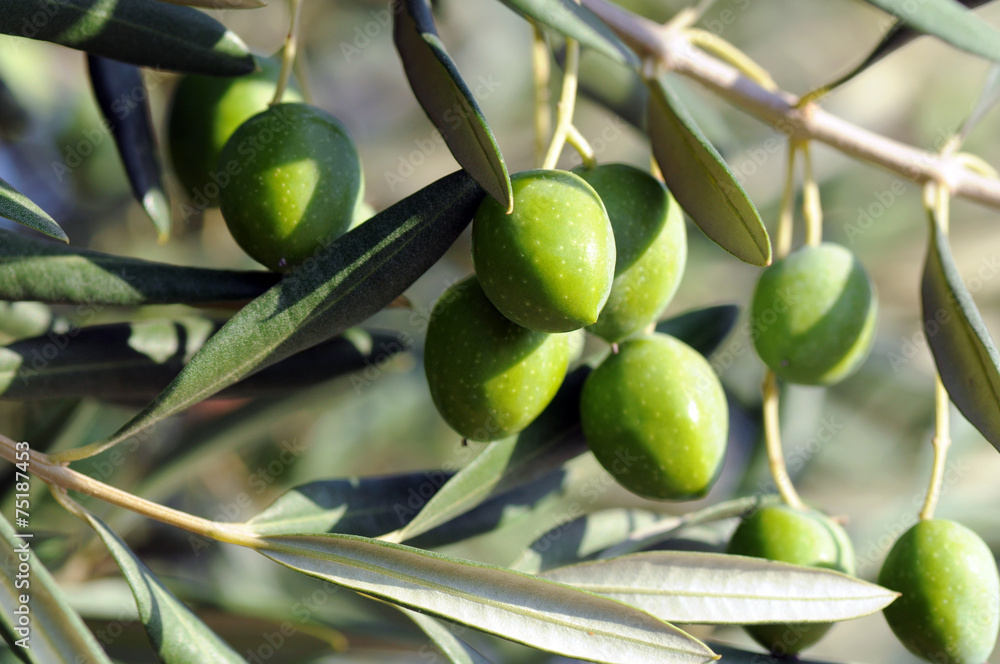 Fototapeta premium Olivenbaum