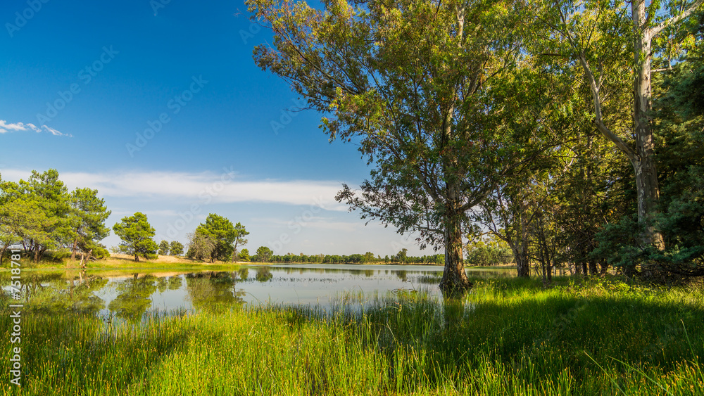 Fototapeta premium swamp